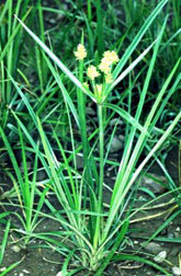 Nutsedge