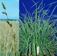 Orchardgrass