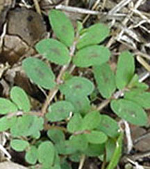 Spotted Spurge