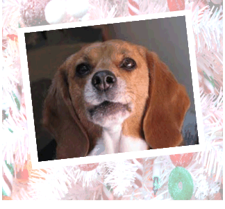 Betty Beagle - what a pretty girl!