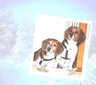 Billy & Betty, what cute beagles you are!