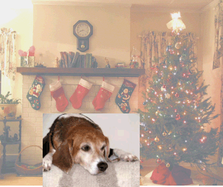 Billy Beagle, lovely tree, isn't it?