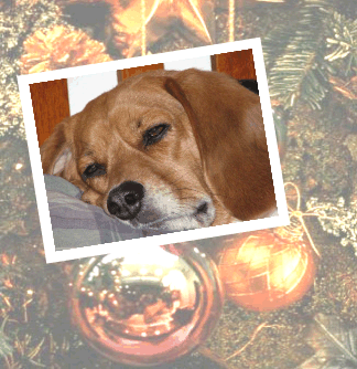 Betty Beagle, still getting some shut eye