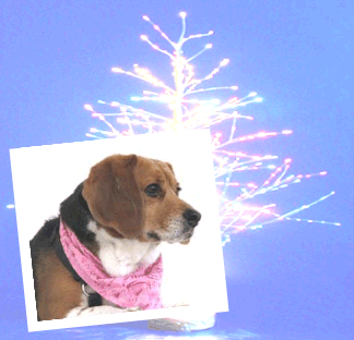 Betty Beagle watching for Santa?