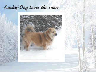 Ludky-Dog love the snow